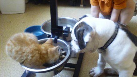 mobile Tierheilpraxis im Harz und Umland