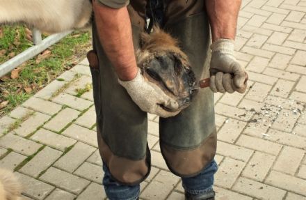 mobile Tierheilpraxis im Harz und Umland