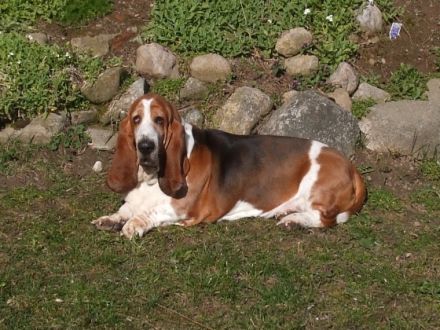 Tierheilpraxis Kerstin & Rainer Pirzkall