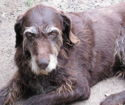 Tierheilpraxis Kerstin & Rainer Pirzkall