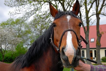 Tierheilpraxis Kerstin & Rainer Pirzkall