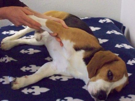 Hundephysiotherapie Kerstin & Rainer Pirzkall