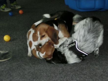 Hundetrainingszentrum Salzwedel