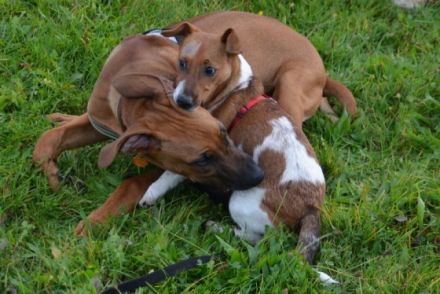 Hundetrainingszentrum Salzwedel