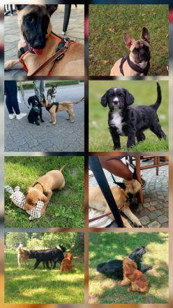 Hundeausbildung beim HST in Osnabrück