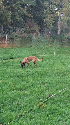 Hundeausbildung beim HST in Osnabrück