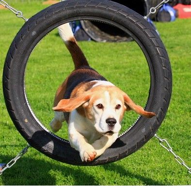 Hundeausbildung beim HST in Osnabrück