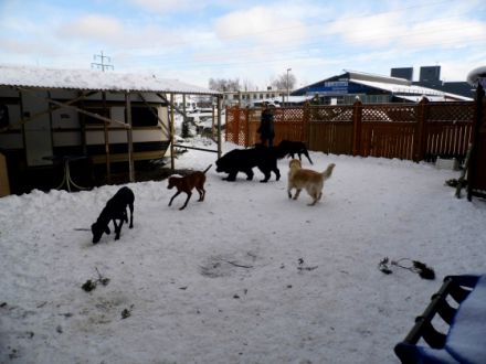 Hundepension Wuffvital