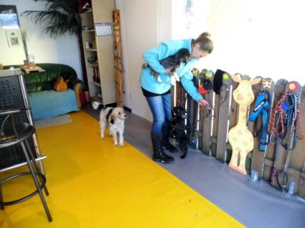 Hundepension Wuffvital