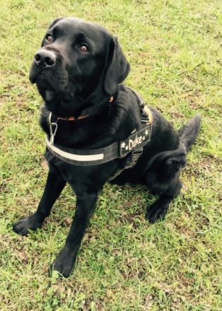 Dobby-Duke vom Hexenquell