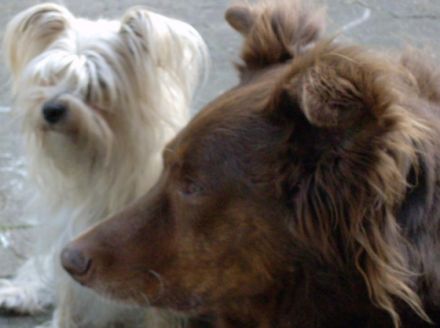 Dog Service Gütersloh