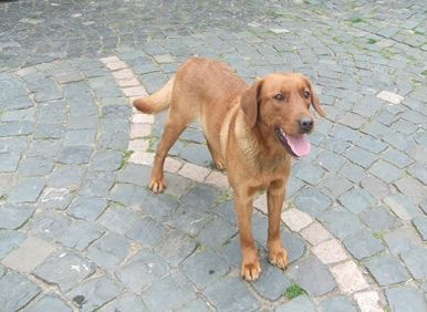 Aktueller Wurf. Zeitweise im Jahr haben wir aus unserer Zucht Labrador Retriever Welpen abzugeben