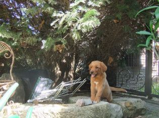 Aktueller Wurf. Zeitweise im Jahr haben wir aus unserer Zucht Labrador Retriever Welpen abzugeben