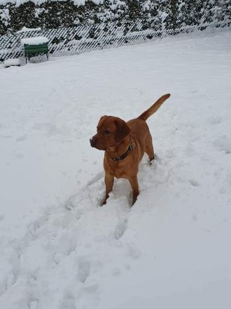 Aktueller Wurf. Zeitweise im Jahr haben wir aus unserer Zucht Labrador Retriever Welpen abzugeben