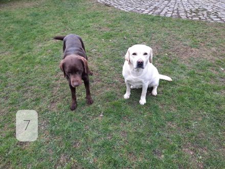 Aktueller Wurf. Zeitweise im Jahr haben wir aus unserer Zucht Labrador Retriever Welpen abzugeben