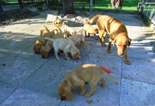 Aktueller Wurf. Zeitweise im Jahr haben wir aus unserer Zucht Labrador Retriever Welpen abzugeben
