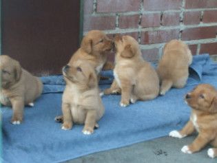 Aktueller Wurf. Zeitweise im Jahr haben wir aus unserer Zucht Labrador Retriever Welpen abzugeben