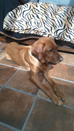 Aktueller Wurf. Zeitweise im Jahr haben wir aus unserer Zucht Labrador Retriever Welpen abzugeben