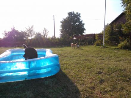 Urlaub auf Rügen? Natürlich mit Hund/en!!!