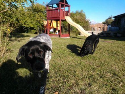 Urlaub auf Rügen? Natürlich mit Hund/en!!!