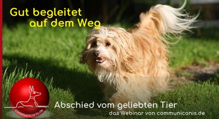 Abschied aus tierischer Sicht. Gut begleitet auf dem Weg. | online 29.08.24
