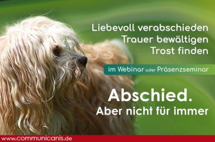 Abschied aus tierischer Sicht. Gut begleitet auf dem Weg. | online 29.08.24