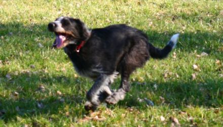 Hundeschule Grosse Freiheit