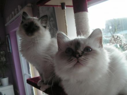 aus der Säubrenner Stadt