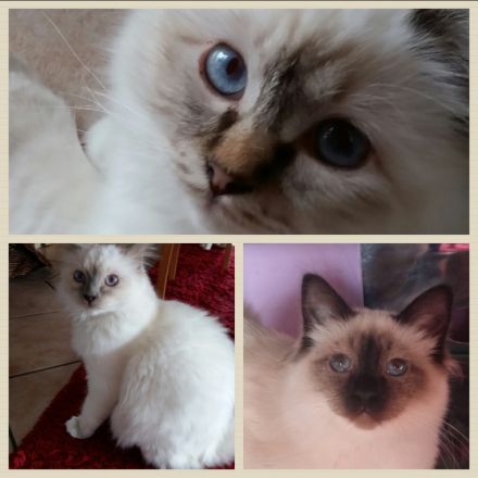 aus der Säubrenner Stadt