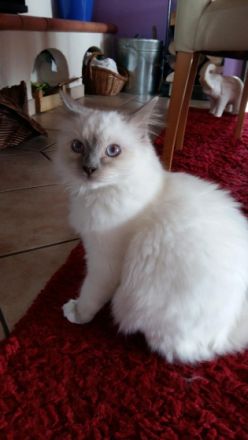 aus der Säubrenner Stadt