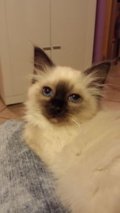 aus der Säubrenner Stadt