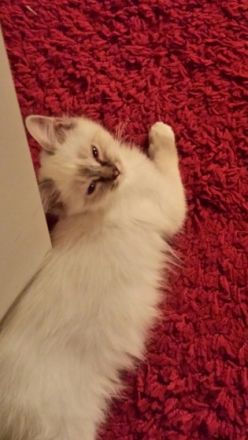 aus der Säubrenner Stadt