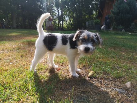 von der Blockhaus-Bande