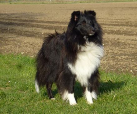 Candy von Yoschy VDH/FCI