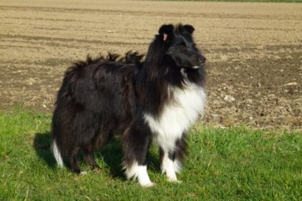 Candy von Yoschy VDH/FCI