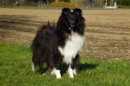 Candy von Yoschy VDH/FCI