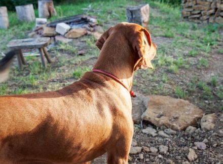 Freiläufer München