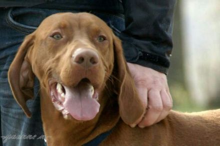 BEKES "LANDO" vom Großensee