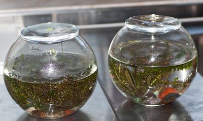 Tierheilpraxis Swanie Simon