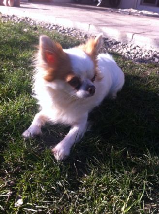 Xambo de la Casa Fantastico ( Rufname Balou )