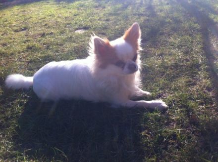 Xambo de la Casa Fantastico ( Rufname Balou )