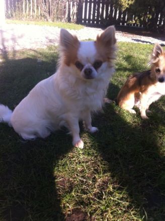 Xambo de la Casa Fantastico ( Rufname Balou )