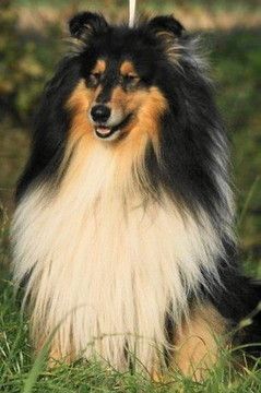 Flash Black De La Chapelle Aux Arbres