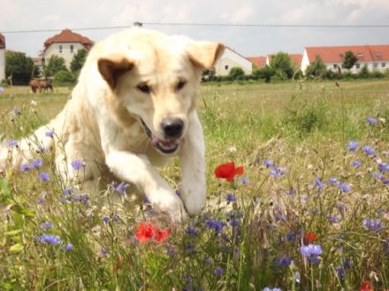 Hundeschule TopDog Großziethen