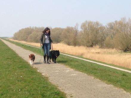 Hundetrouble im Alten Land und Umgebung bis HH