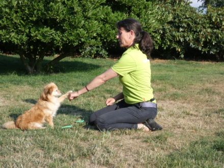 Hundetrouble im Alten Land und Umgebung bis HH