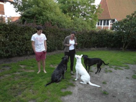 Hundetrouble im Alten Land und Umgebung bis HH