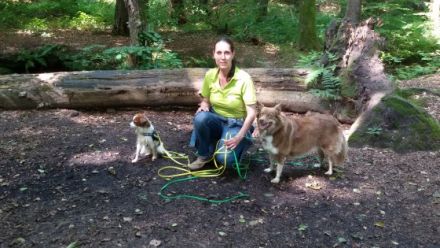 Hundetrouble im Alten Land und Umgebung bis HH