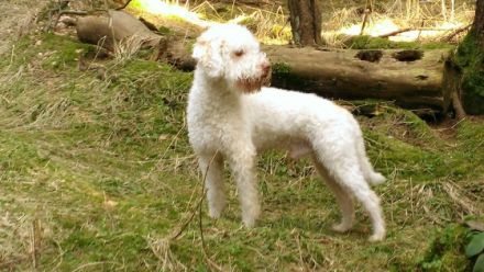 Barneby vom Hoffmannseck