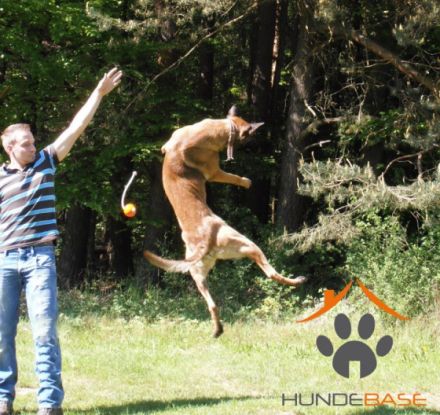 Hundebase - Klaus Schmidt